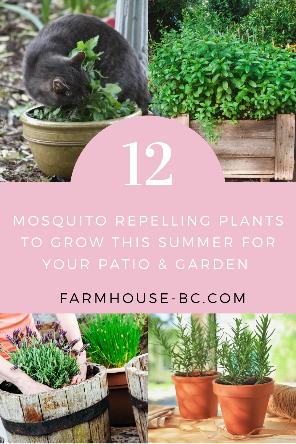 12 easy to grow plants for a natural mosquito repellent.