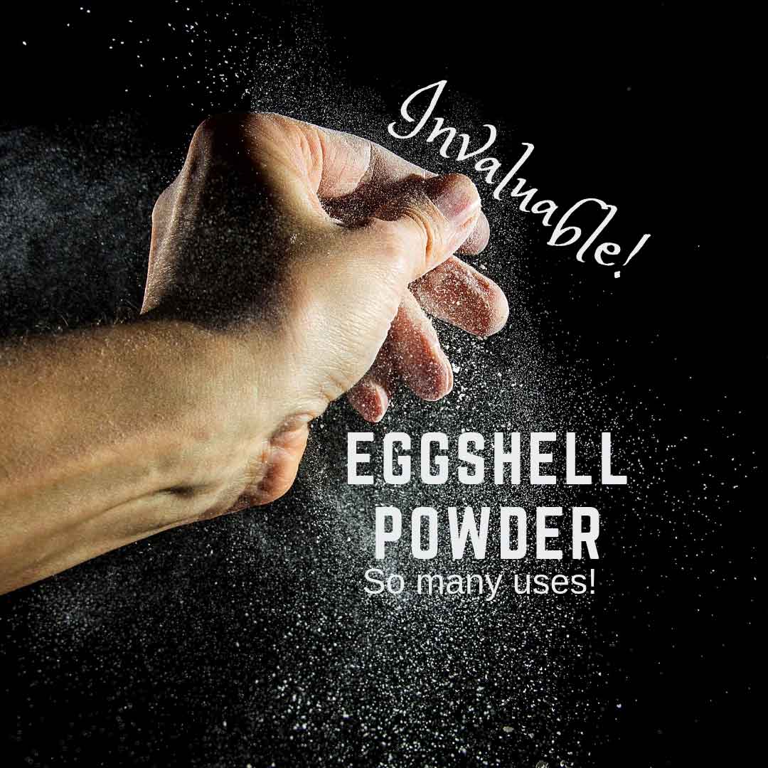Eggshell 