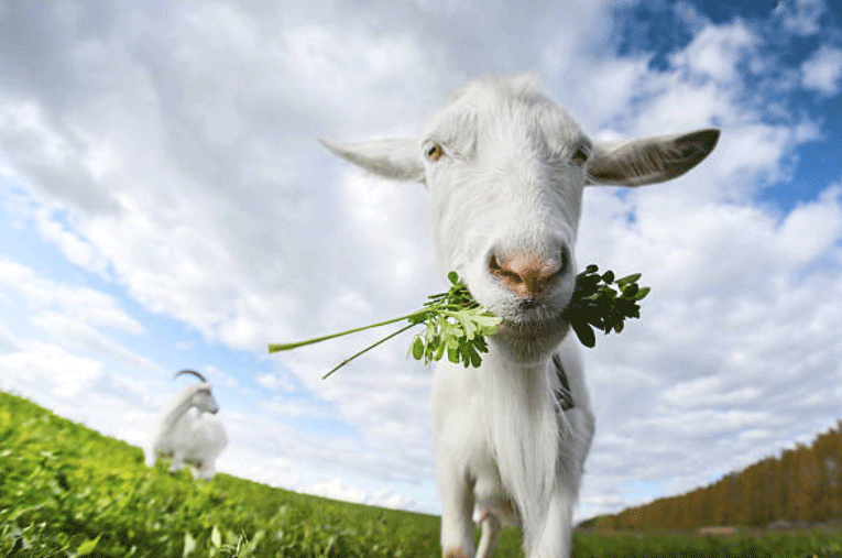 Farmhouse Basic Collection Feeding Goats