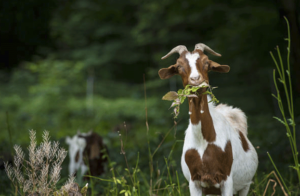 Farmhouse Basic Collection goat winter feeding