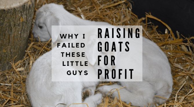 Raising meat and dairy goats-why I failed