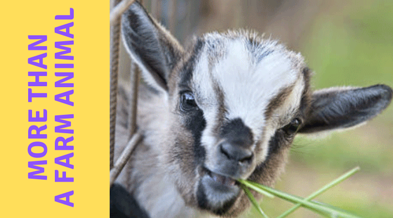 Farmhouse Basic Collection Baby goat