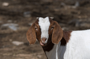 Buying a meat goat