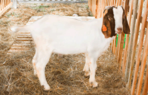 Farmhouse Basic Collection raising goats the right way