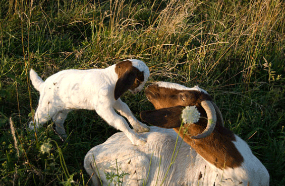 Farmhouse Basic Collection Boer Meat Goats