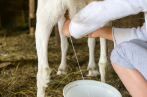 Farmhouse Basic Collection Dairy Goats