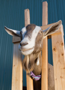 Farmhouse Basic Collection Raising Dairy Goats