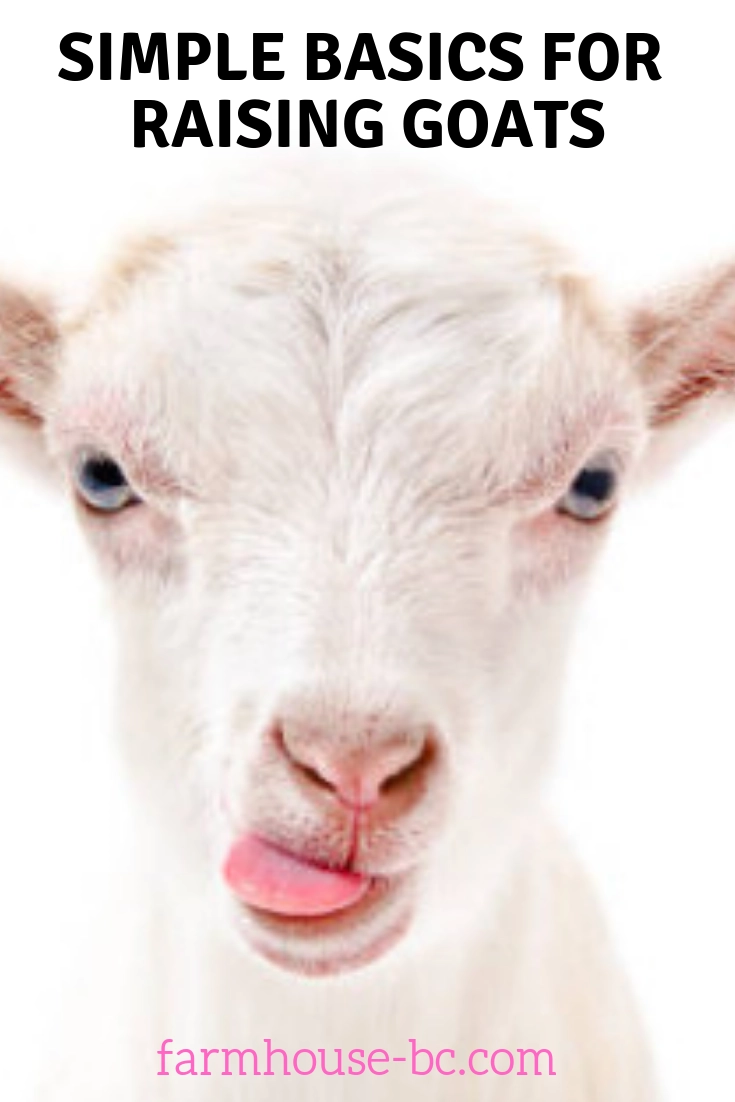 Why I failed raising meat and dairy goats