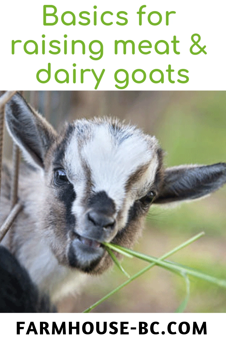 Simple basics for raising meat and dairy goats