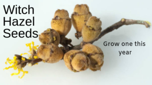 Witch hazel seeds grow your own plant