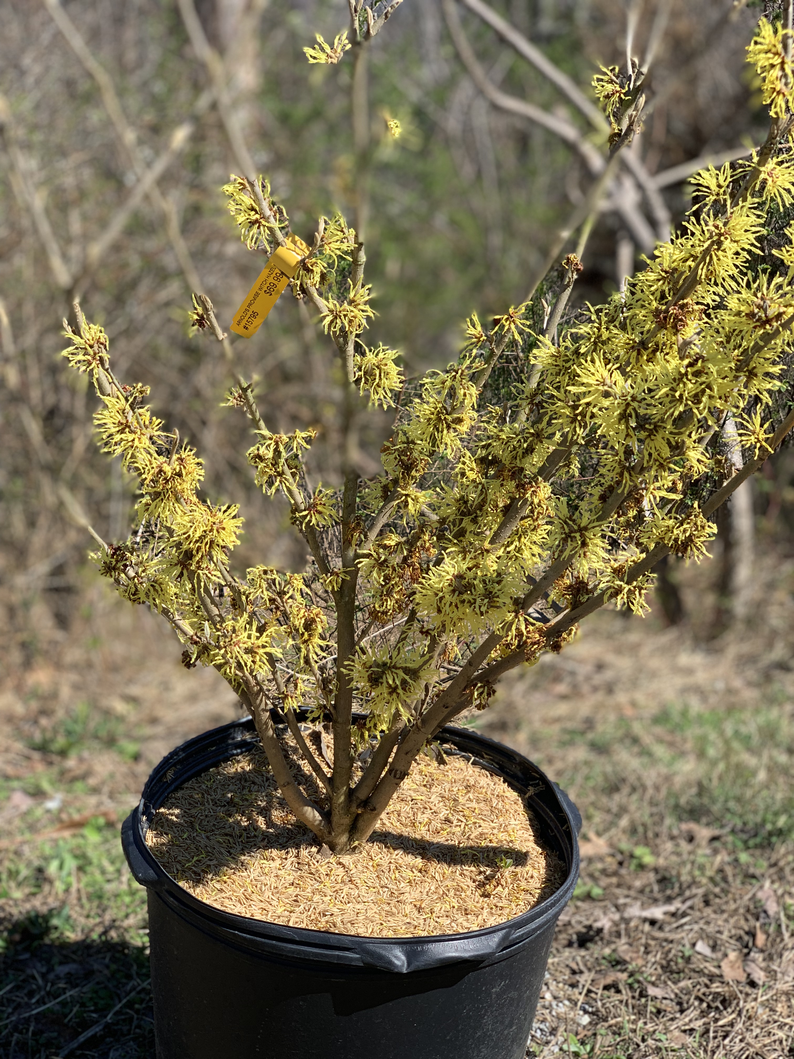 Witch Hazel