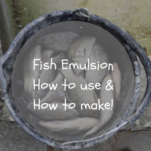 fish emulsion