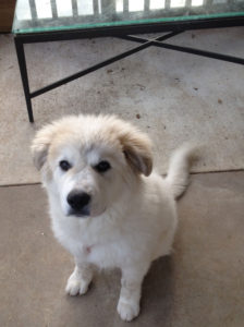 Farmhouse BC buying a pyrenees puppy