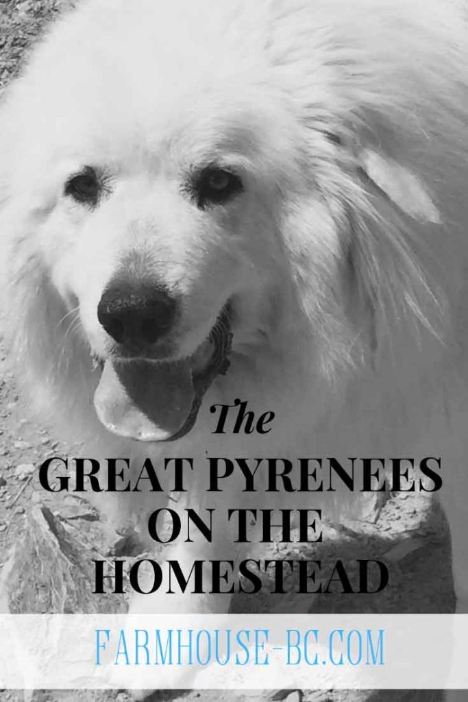 The Great Pyrenees on the homestead