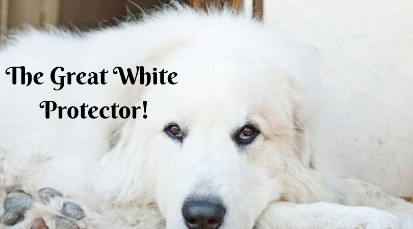 can a great pyrenees kill a wolf