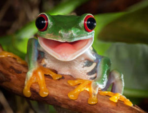 farmhouse-bc difference between frogs and toads