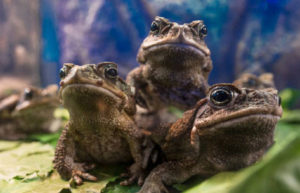 farmhouse-bc toad image