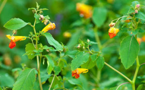 Farmhouse-BC jewelweed