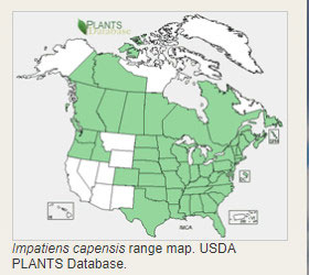 USDA Jewelweed