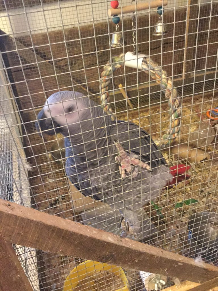 African gray parrot eating hot peppers