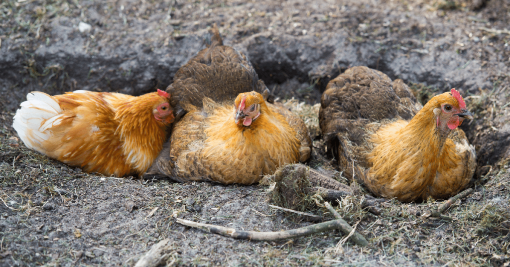 Perfect way to protect your chickens from fleas and other animals in a natural way using DE