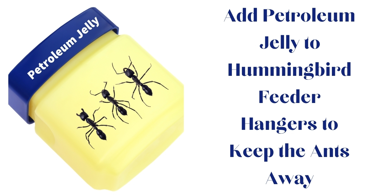 Add Petroleum to Hummingbird Feeder Hangers to Keep the Ants Away From the Hummingbird Food