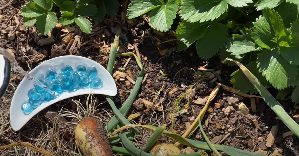 Add Clean Water to the Glass Gems to Make Butterfly Watering Station