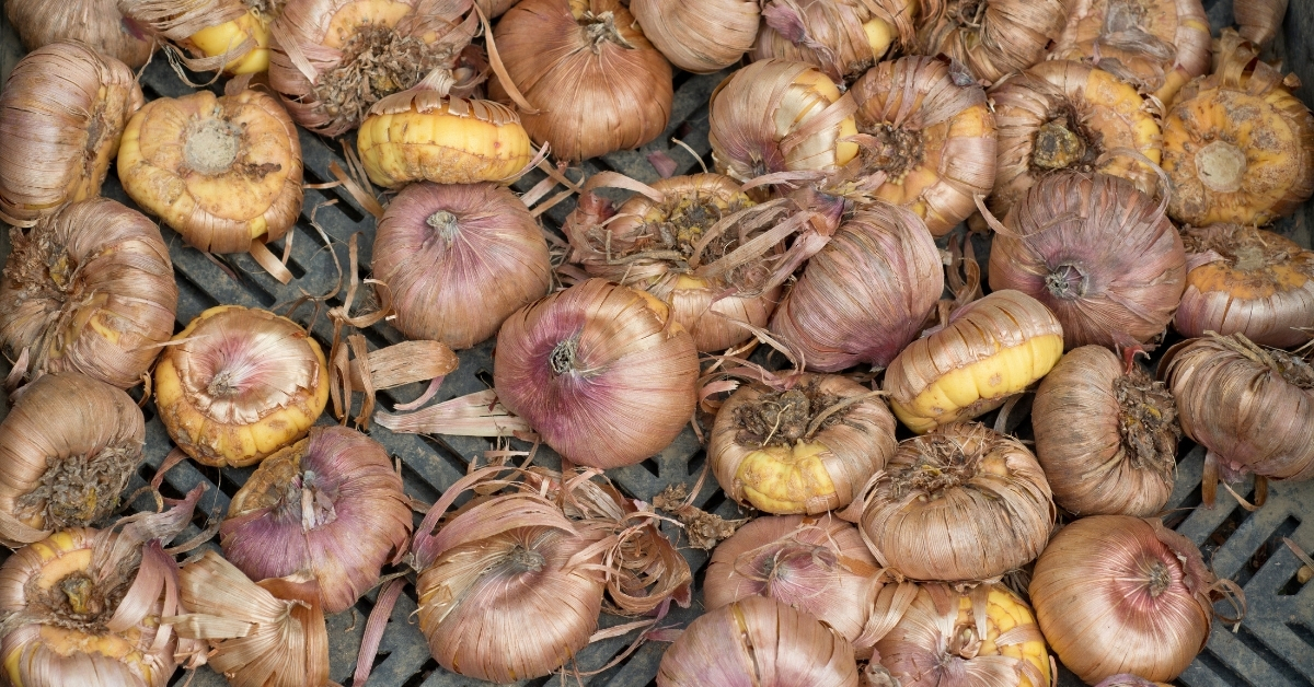 WHen bulbs are done flowering, store them in perlite