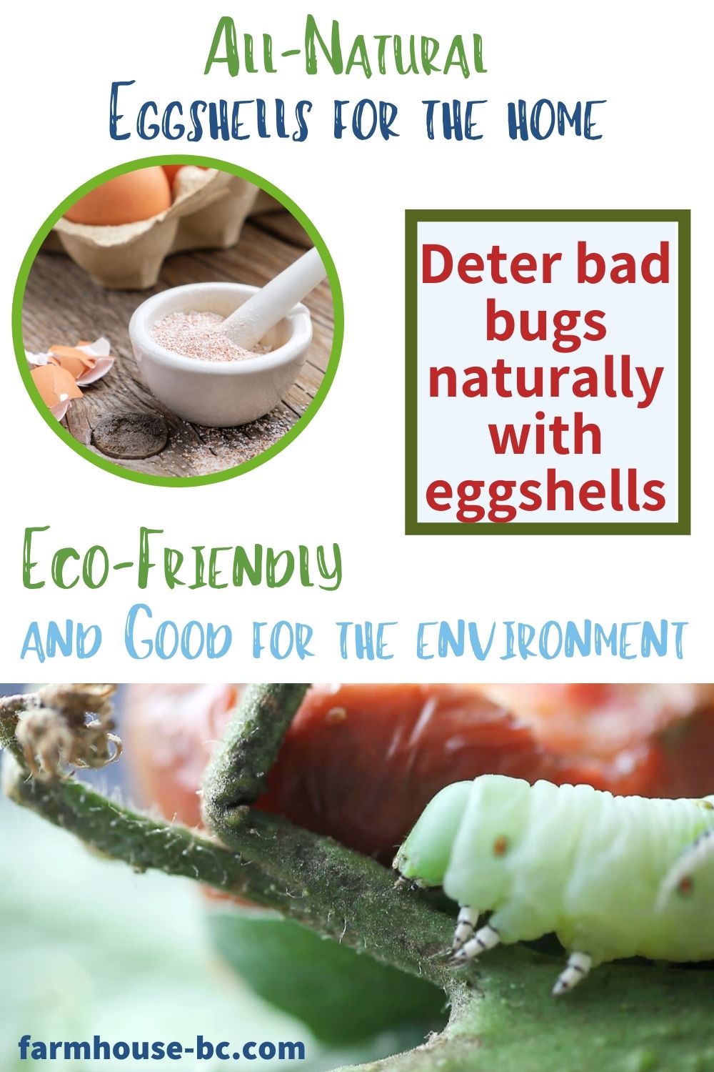 All natural eggshells to make your very own eggshell powder