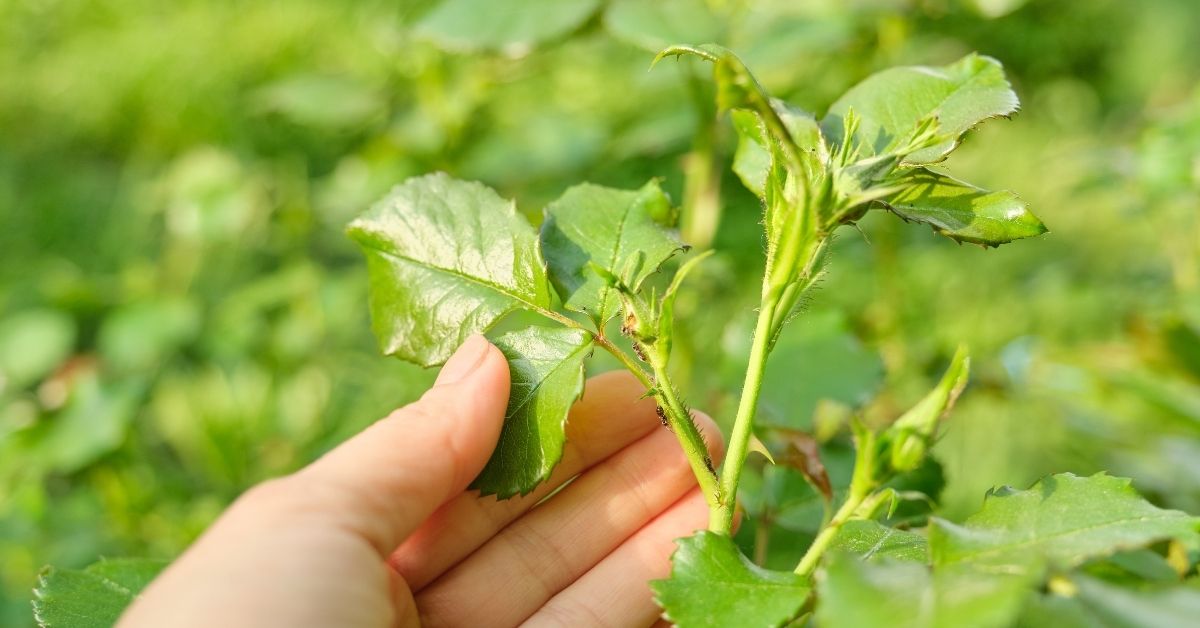 Aphids on plants must be removed. 