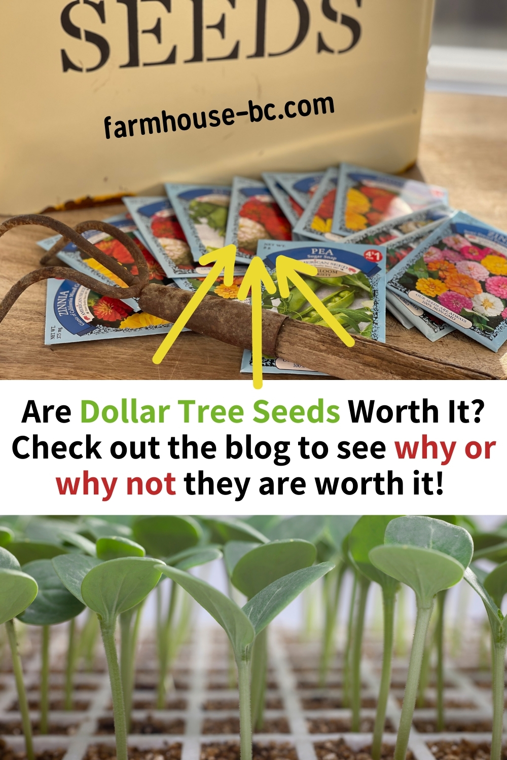 Are the Dollar Tree seeds worth it? See why they are!