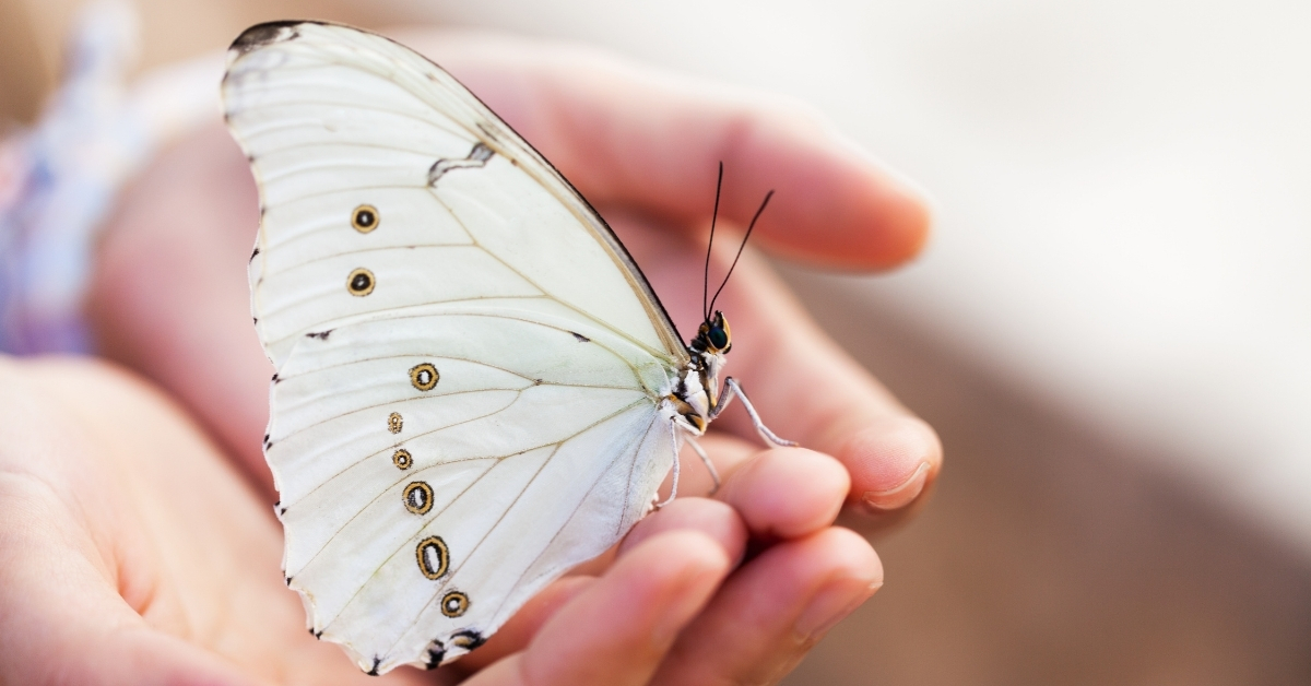 How to Attract More Butterflies with 10 Easy Steps