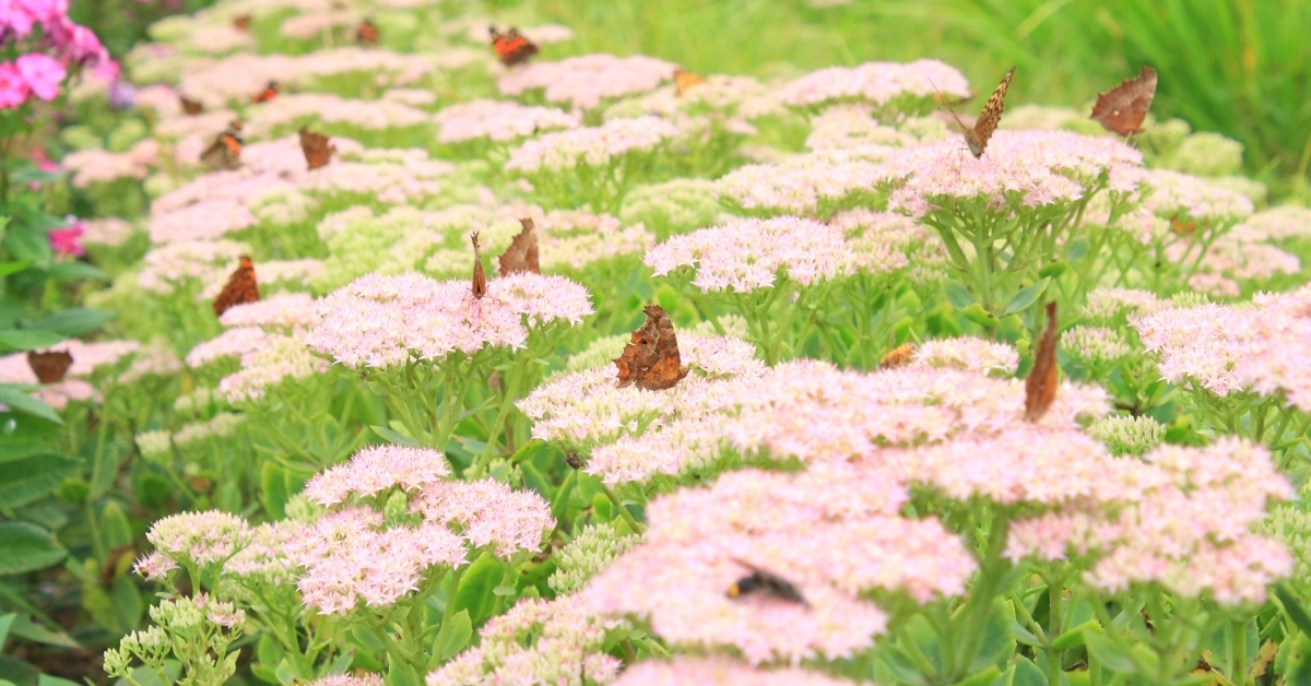 Attract More Butterfly By Growing Flowers They Love
