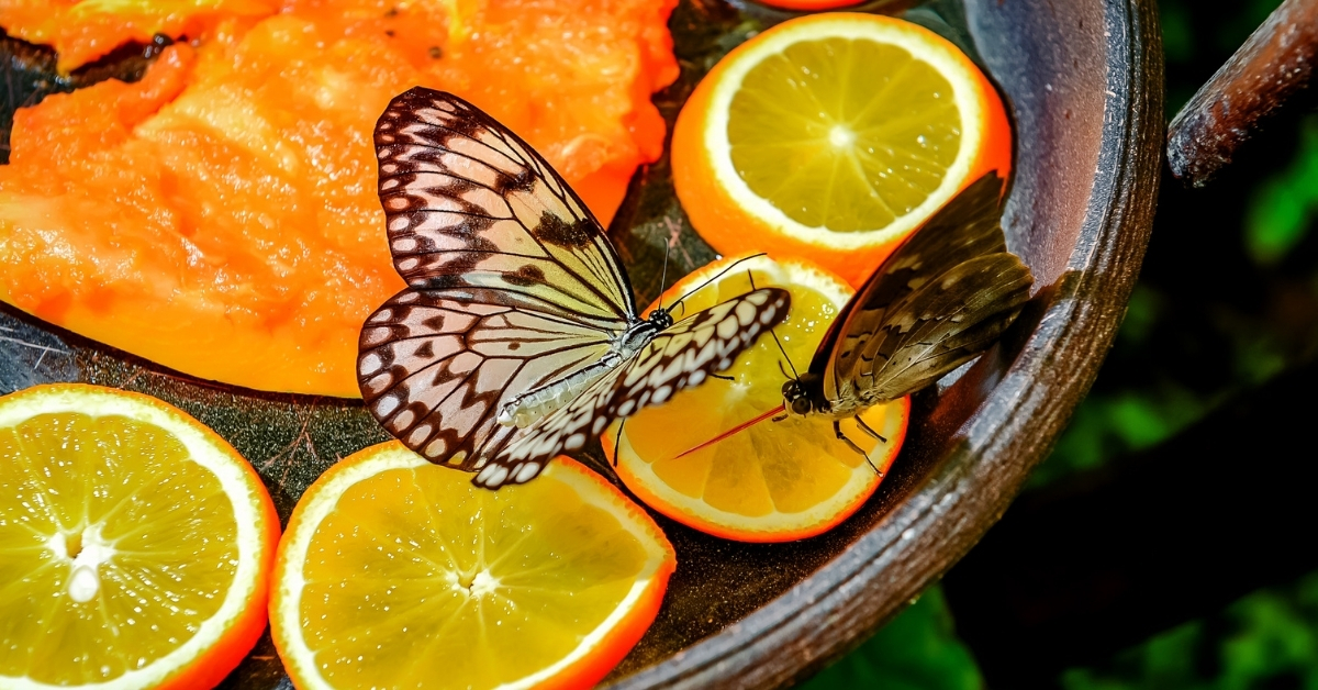 Ways to Attract More Butterfly By Providing Ripe Fruit