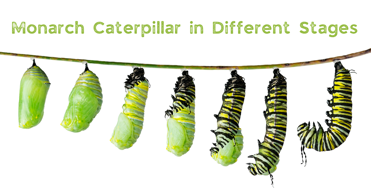 How to Attract More Butterfly Like the Monarch Caterpillar to Your Garden