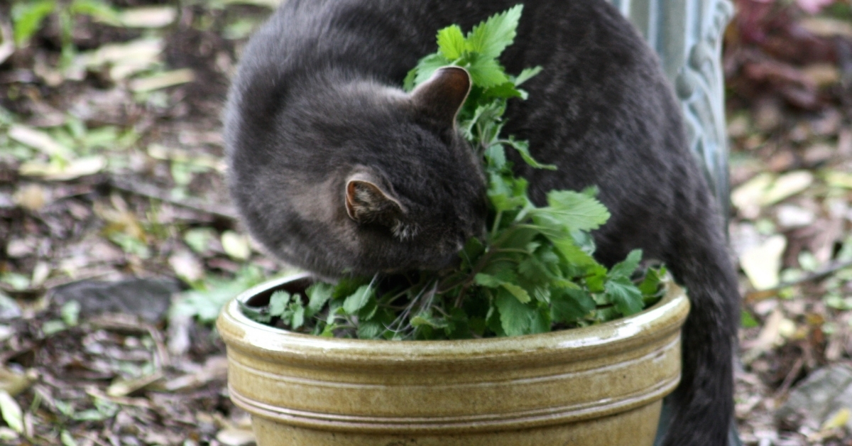 Grow catnip for a natural mosquito repellent.