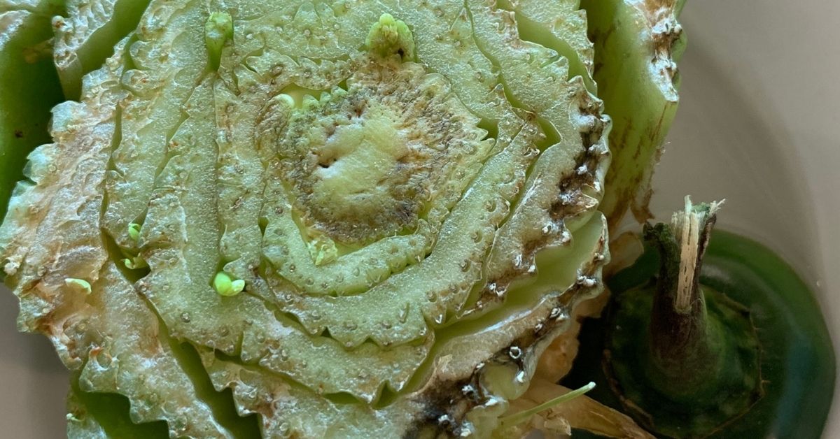 regrowing celery