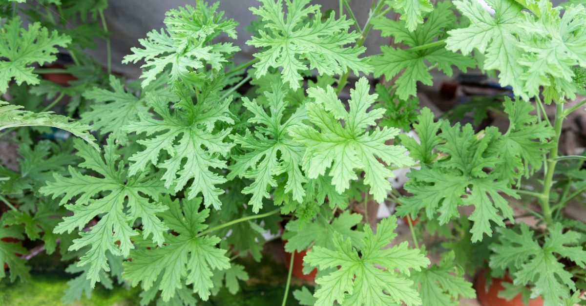 Easy to grow a citronella plant for a natural mosquito repellent.