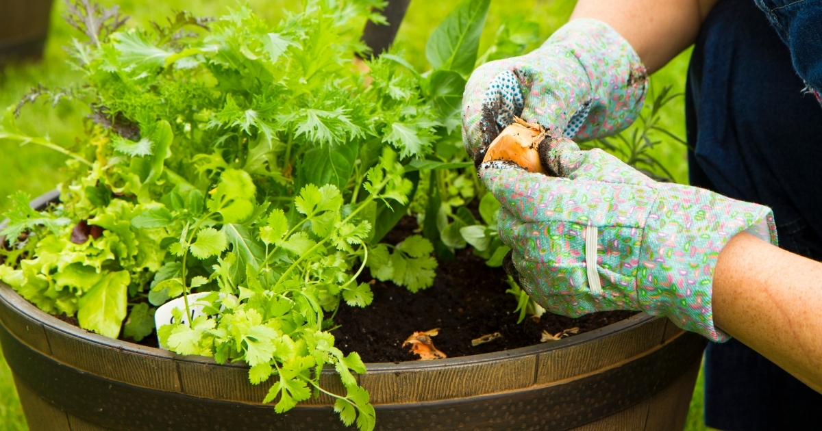 Easy Container Gardening Tips For Beginners ⋆ Farmhouse-bc