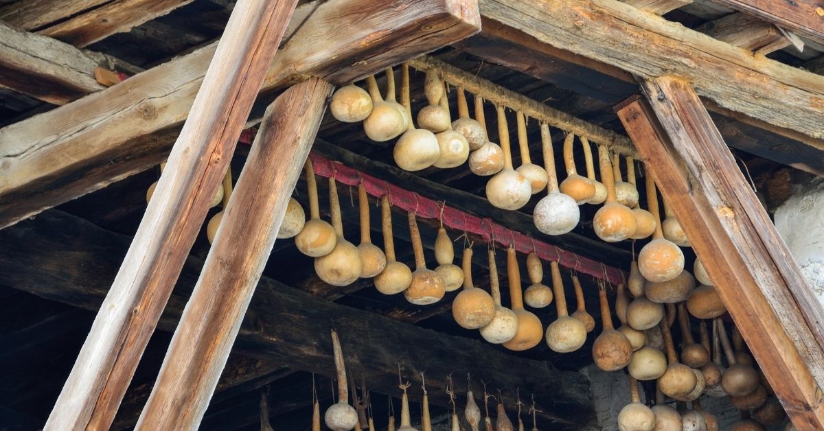 Drying your gourds for crafts and longer keeping.