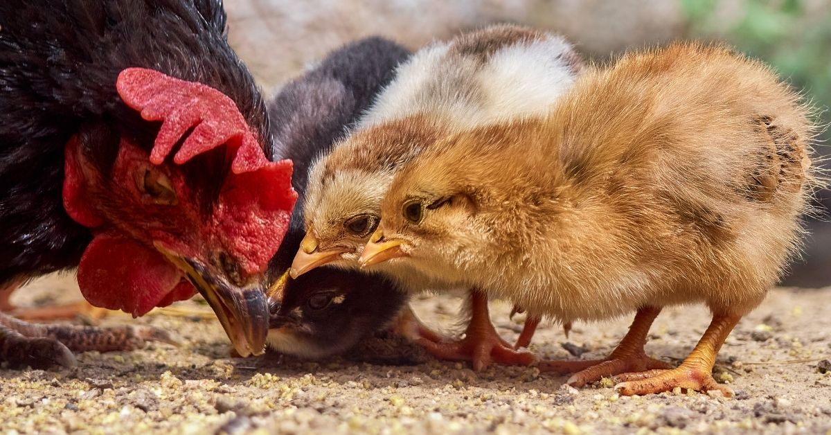 healthy eggshells for chickens