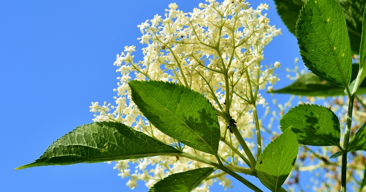 Amazing Elderberry Flowers to Make Tea