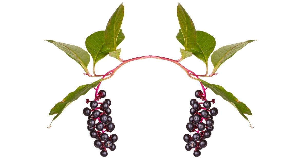The Difference Between the Pokeberry and the Elderberry is Somewhat Similar Unless You Know the Difference.