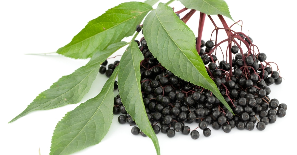 Know the Difference Between Elderberry vs Pokeberry Leaves