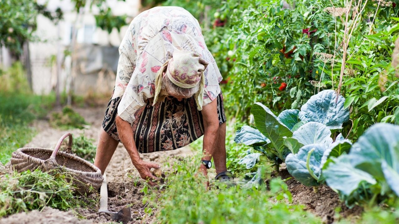 picking fresh potatoes for potato soup