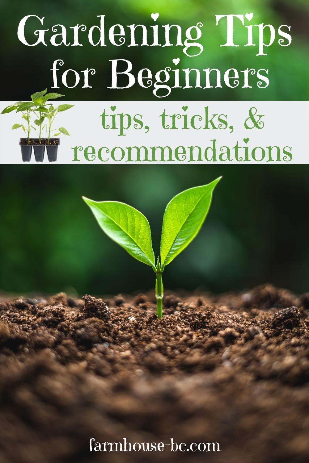 Gardening Tips for Beginners 