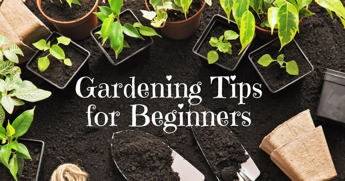 Gardening tips for beginners for new and experienced gardeners