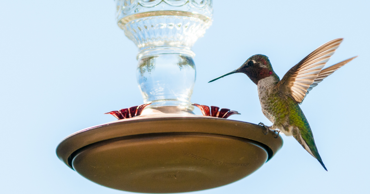 A Glass Hummingbird Feeder is Better Than Plastic Ones to Be Able to Clean Them Easier.