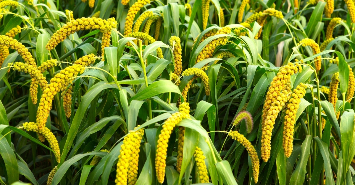 Planted millet for growing for birds