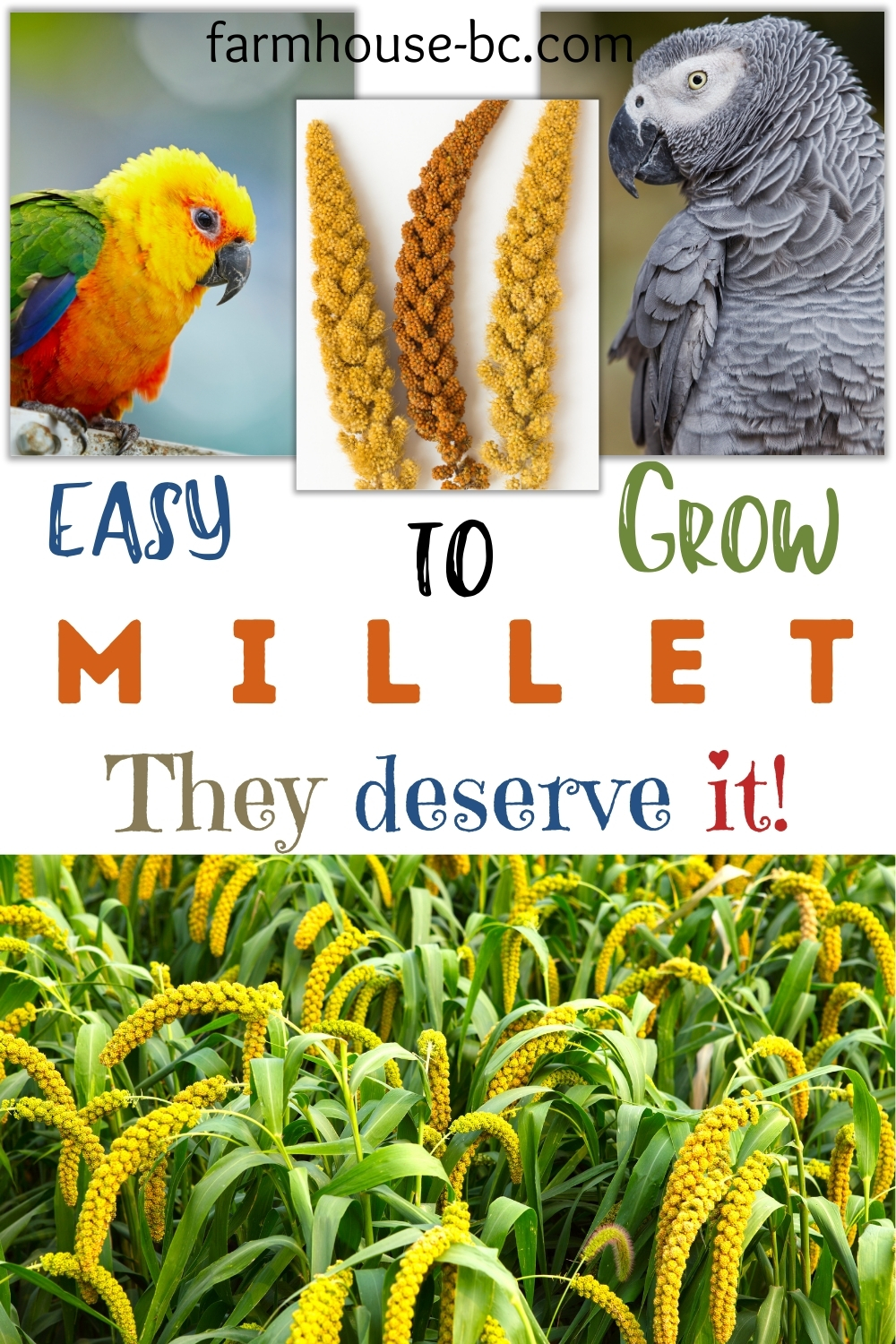 How to grow millet for indoor birds